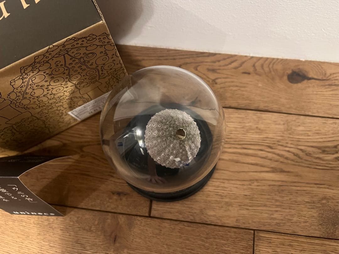 【廃盤】ウサギノネドコ uninoco ウニ　ソラキューブ キノコ きのこ 置物