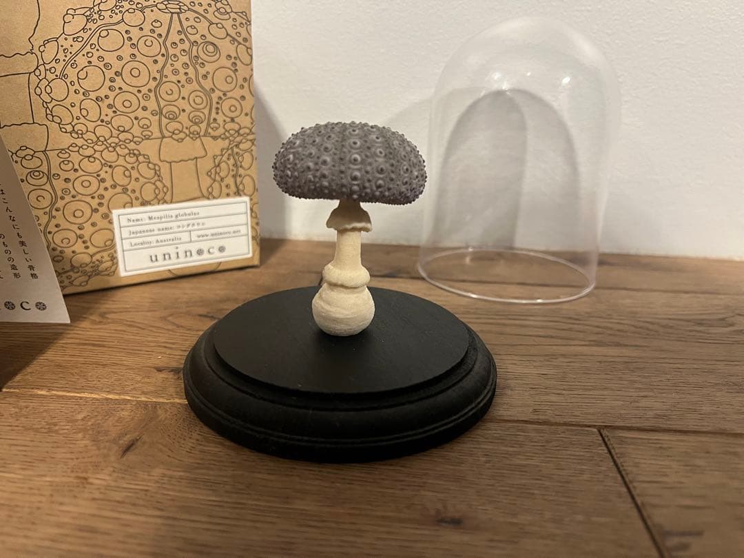 【廃盤】ウサギノネドコ uninoco ウニ　ソラキューブ キノコ きのこ 置物