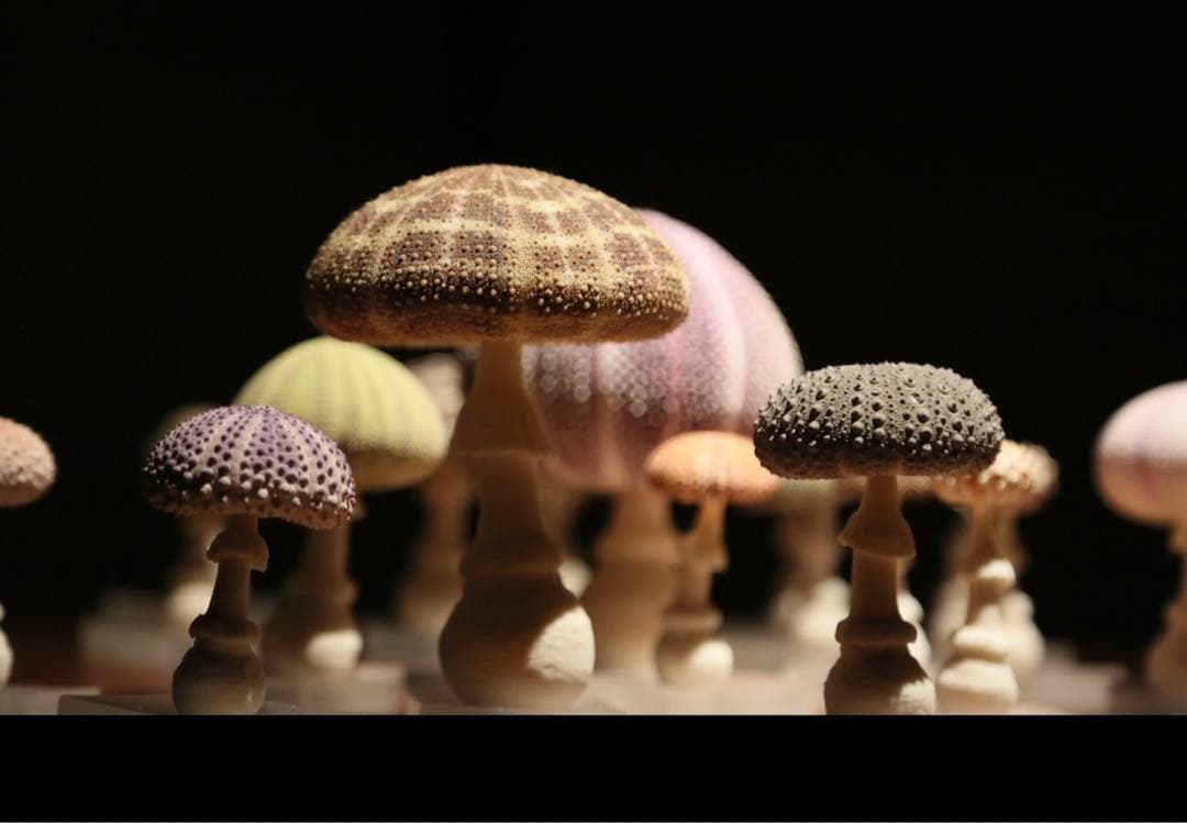 【廃盤】ウサギノネドコ uninoco ウニ　ソラキューブ キノコ きのこ 置物