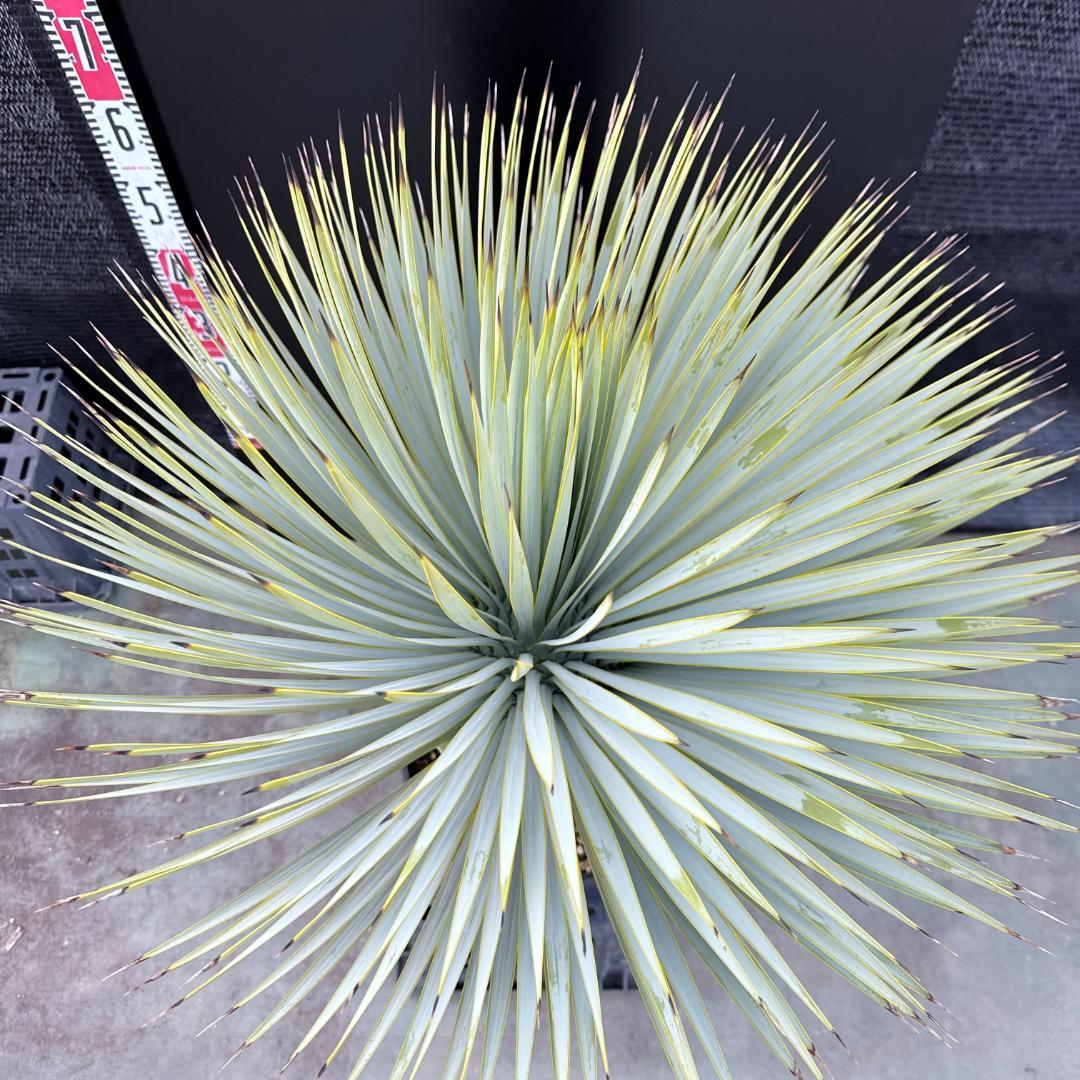 【AL1190】ユッカ　ロストラータ シルバーブルー　超美形　極太　感動個体
