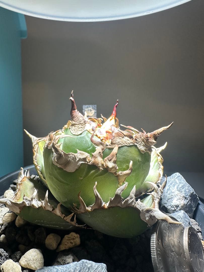 イ*カ様 アガベ キングコング　　金剛