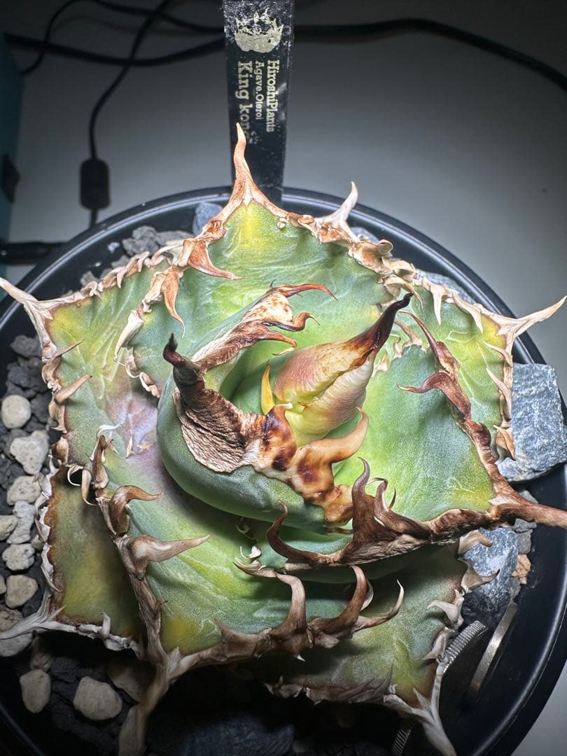 イ*カ様 アガベ キングコング　　金剛