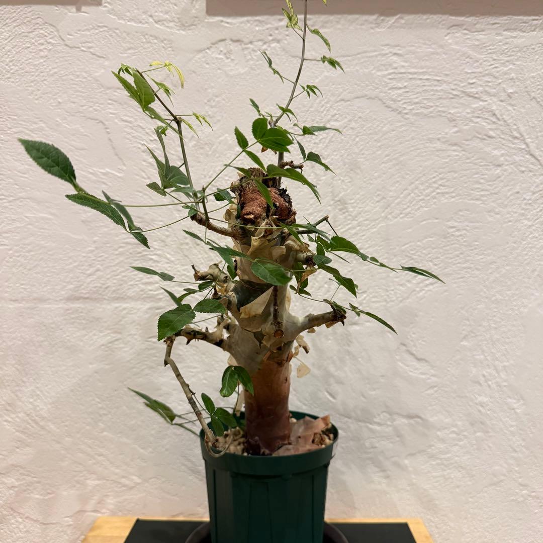 コミフォラ コミフォラエミニー 塊根植物 発根済 塊根