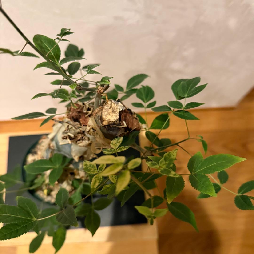 コミフォラ コミフォラエミニー 塊根植物 発根済 塊根