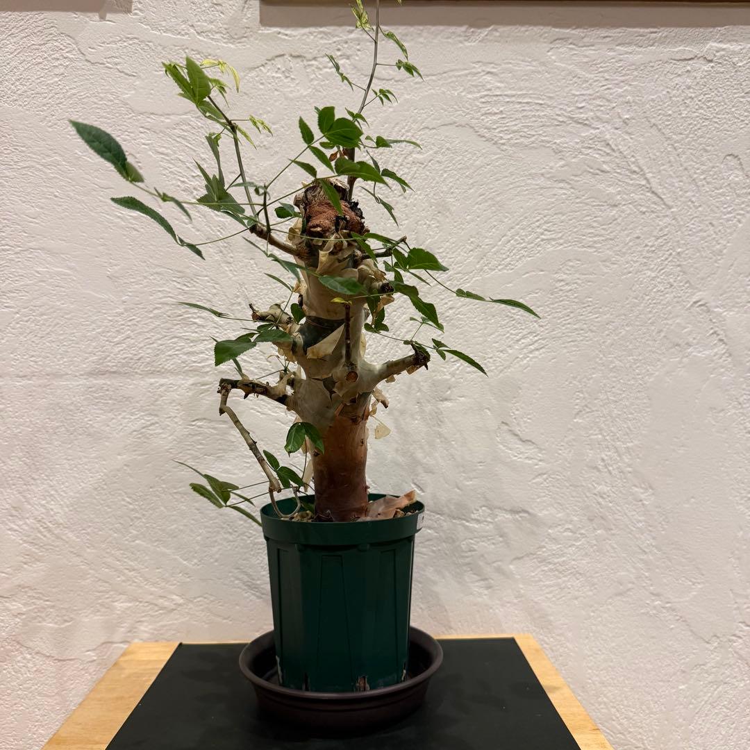 コミフォラ コミフォラエミニー 塊根植物 発根済 塊根