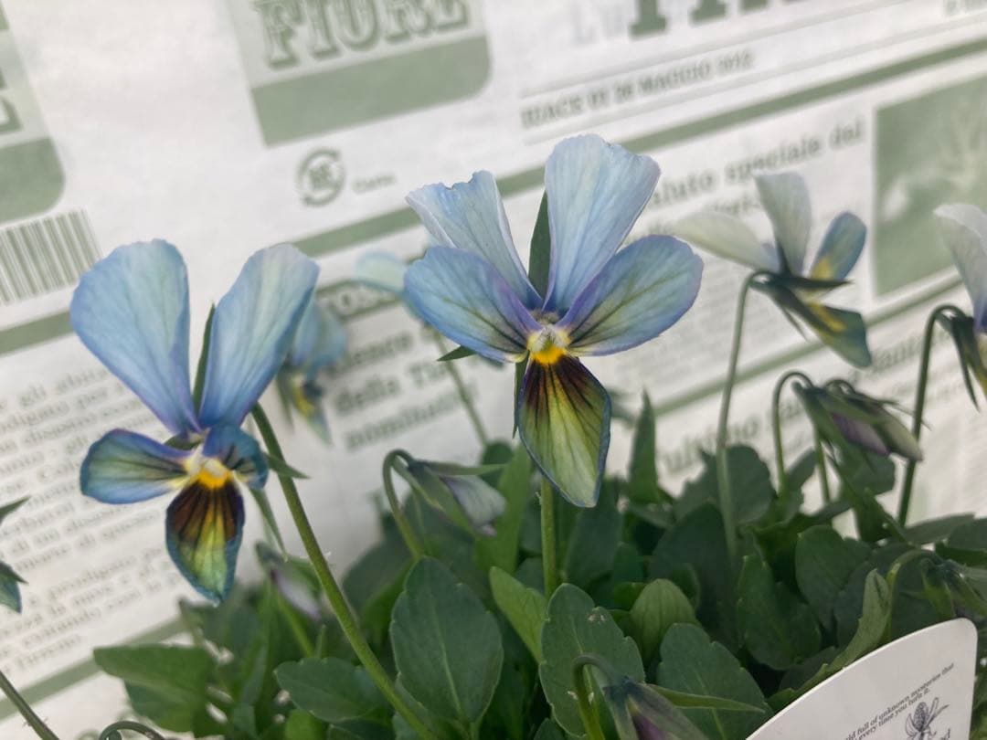 R*U様 すみれ図鑑　ビオラ　濃青系