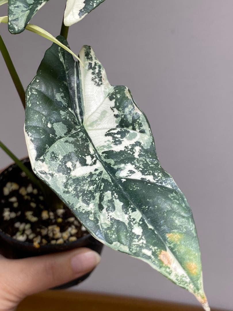レ*迎様 【超希少‼️美株✨】アロカシア　シンポ　アルボ　斑入り　白斑　レア　人