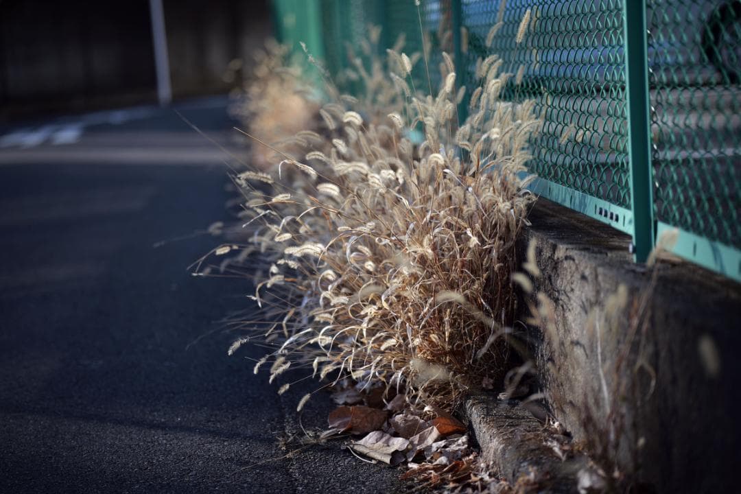 美品　TTArtisan AF 75mm F2 ライカLマウント