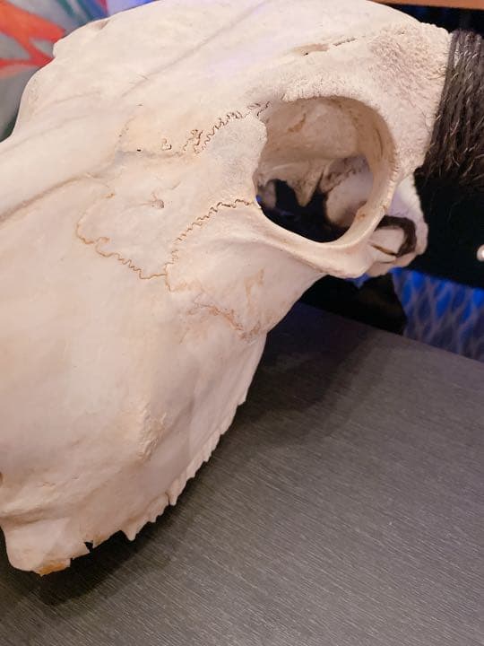 ハンティングトロフィー 【バッファロー】 【新品】