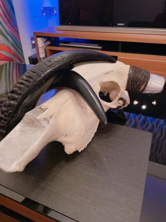 ハンティングトロフィー 【バッファロー】 【新品】