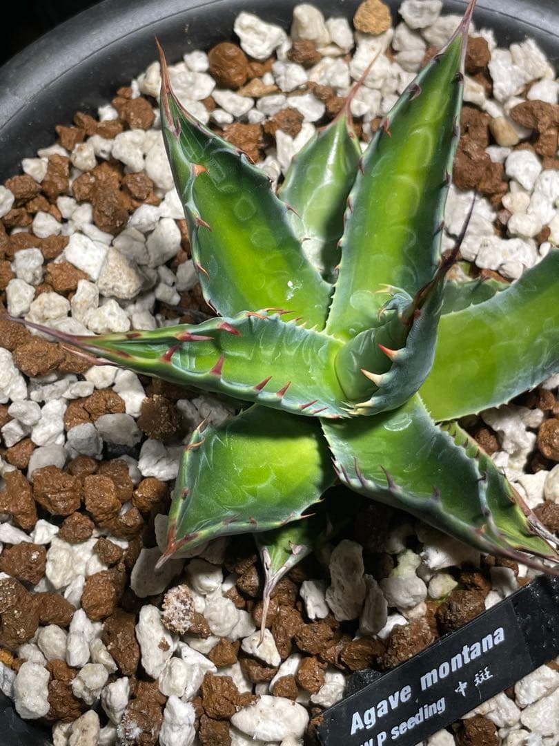アガベ モンタナ 中斑 検) オリザバ トランカータ 斑入り