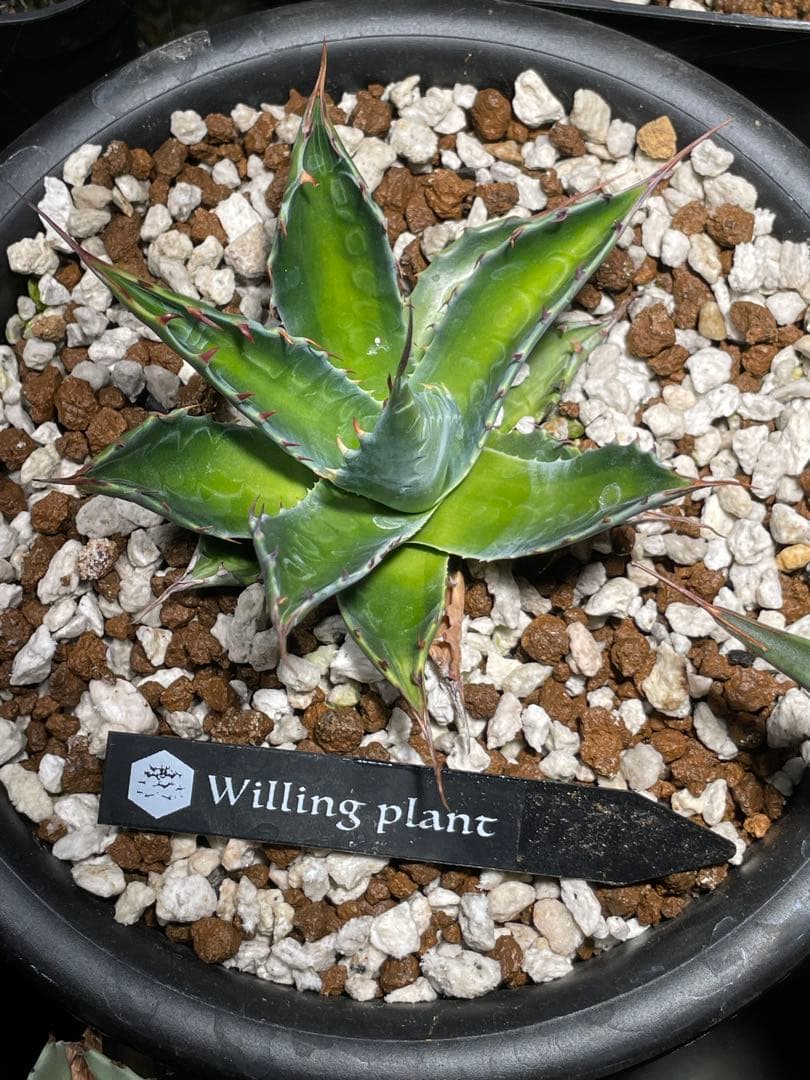 アガベ モンタナ 中斑 検) オリザバ トランカータ 斑入り