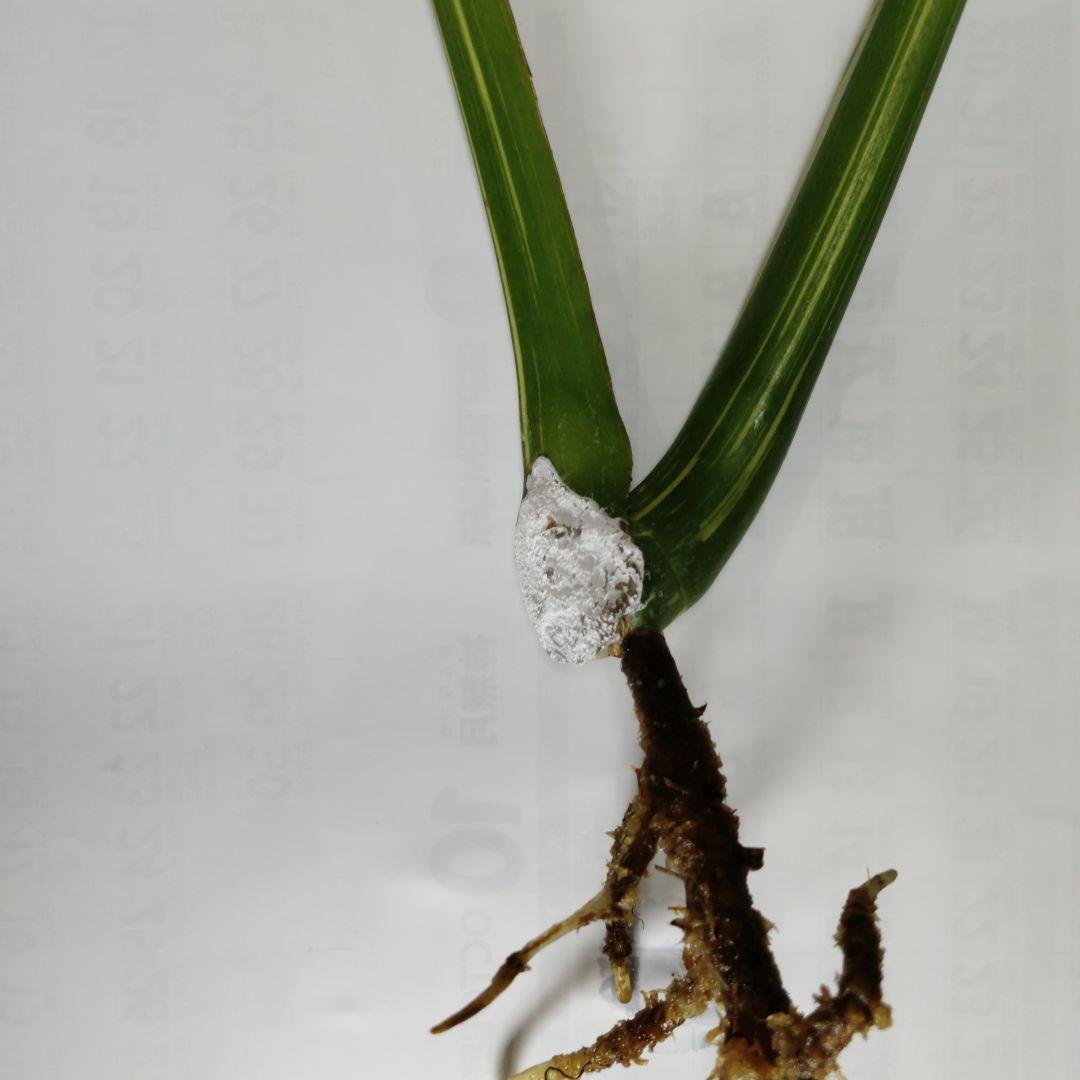 希少 モンステラ タイコン ステレーション スターライト トップ カット 発根済