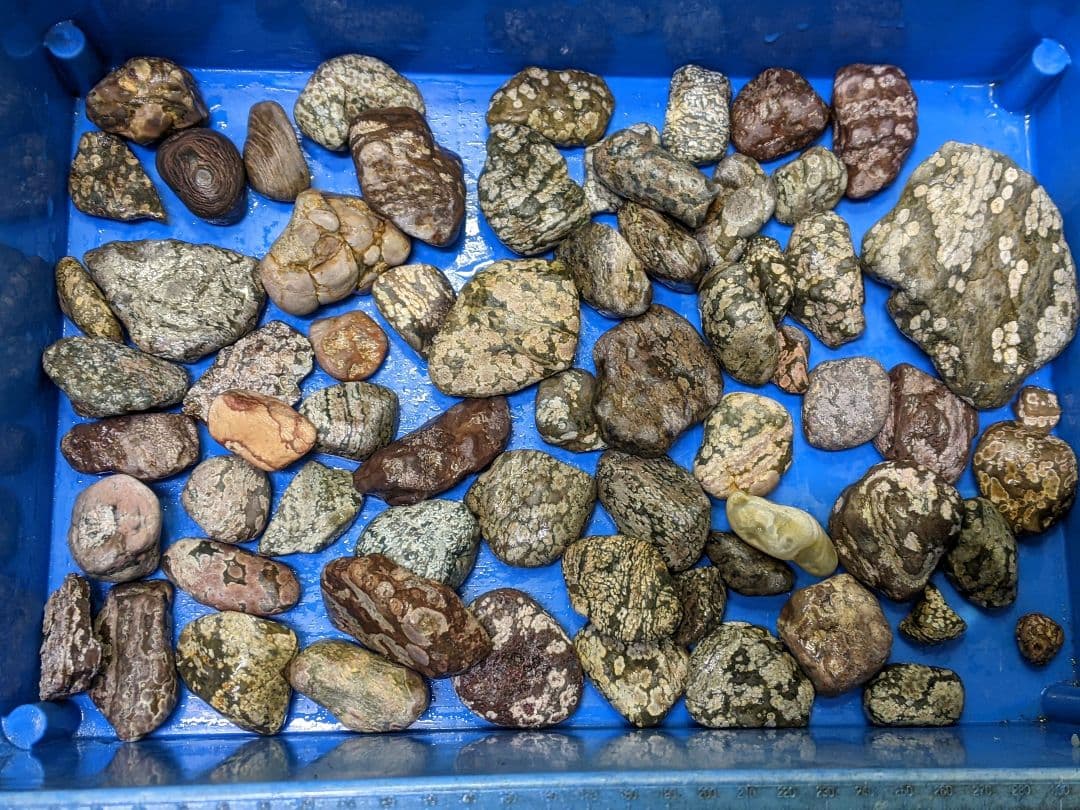 （269）越前海岸の紋石、美石たち③（参考）