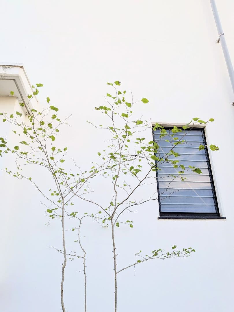 超逸品！山採りアオハダ。