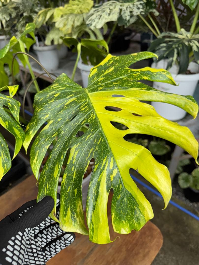 モンステラ　デリシオーサ　エレクトロライト