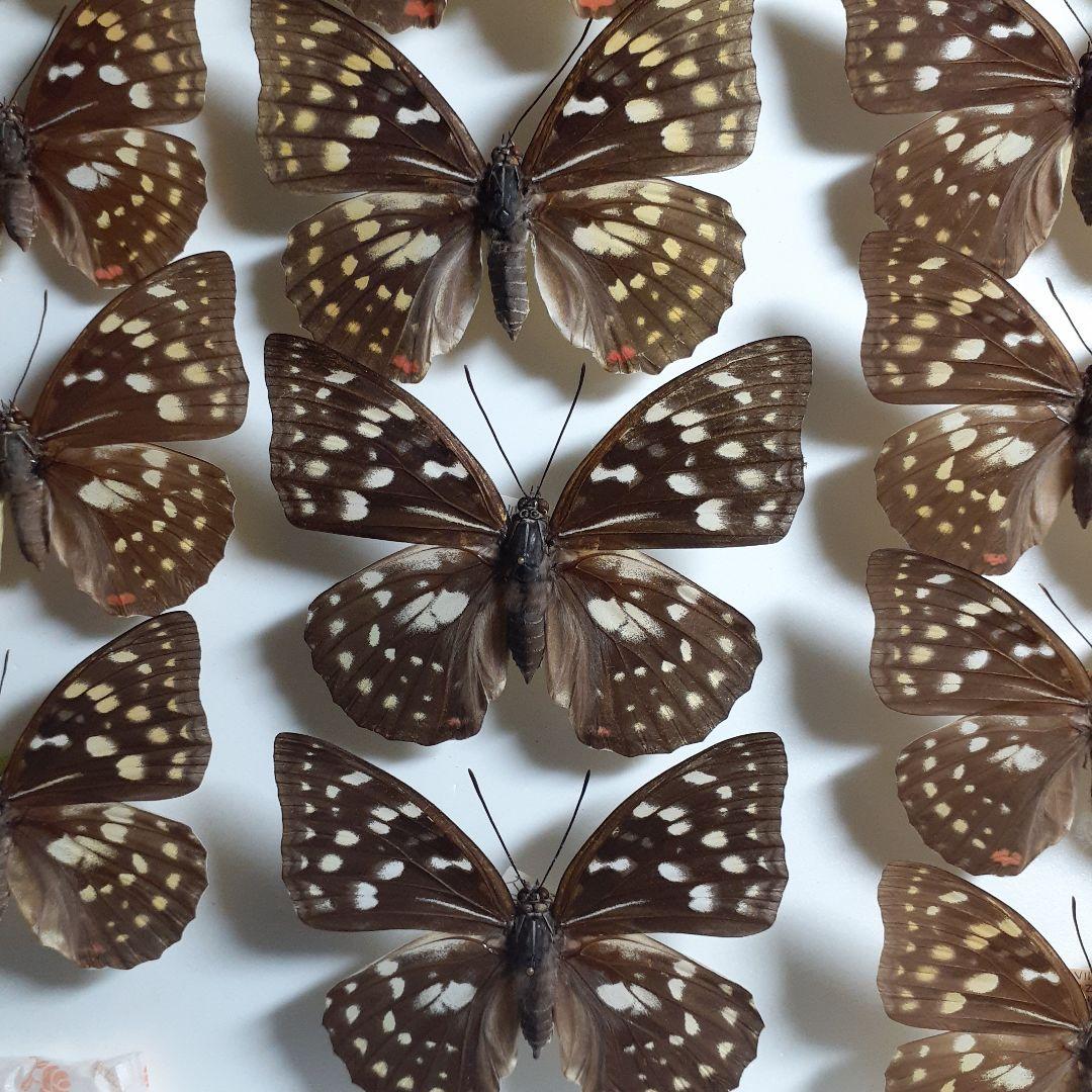 蝶標本　オオムラサキ　♂️♀60頭。大型ドイツ標本箱二箱入りセット