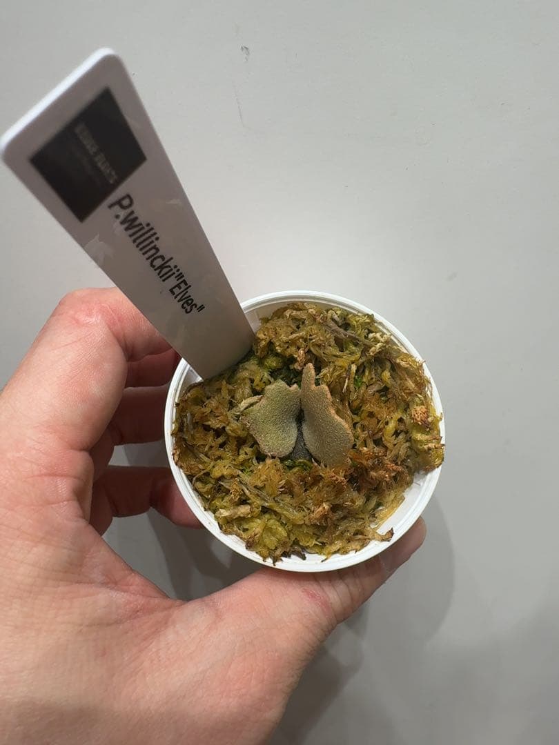 ビカクシダ P.willinckii ' Elves ' OC