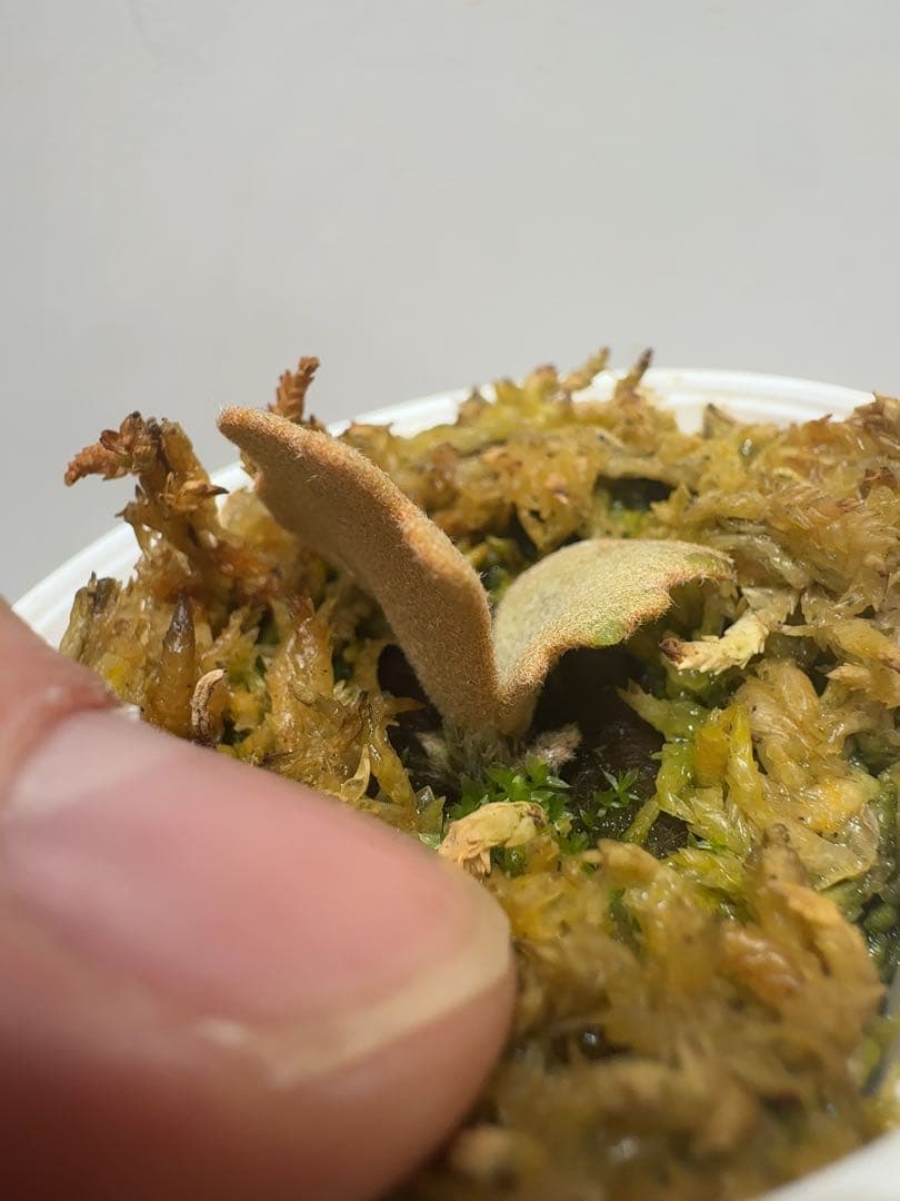 ビカクシダ P.willinckii ' Elves ' OC