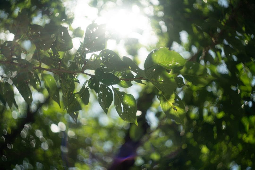美品+ 分解清掃済 Helios-44-2 58mm f2 ぐるぐるボケ 十九