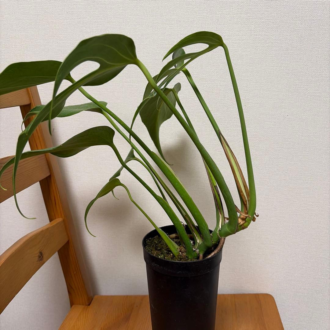 ＊モンステラ　バールマルクスフレーム　4号＊