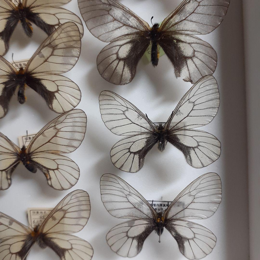 蝶標本　ウスバシロチョウ(ヒメウスバ)、エゾシロチョウ、大型ドイツ標本箱二箱入り