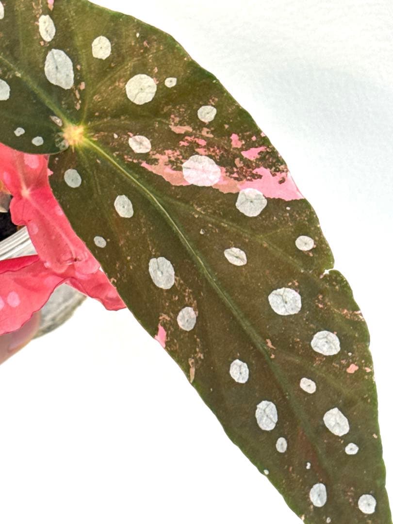 ベゴニア マクラータ 斑入り発根済み