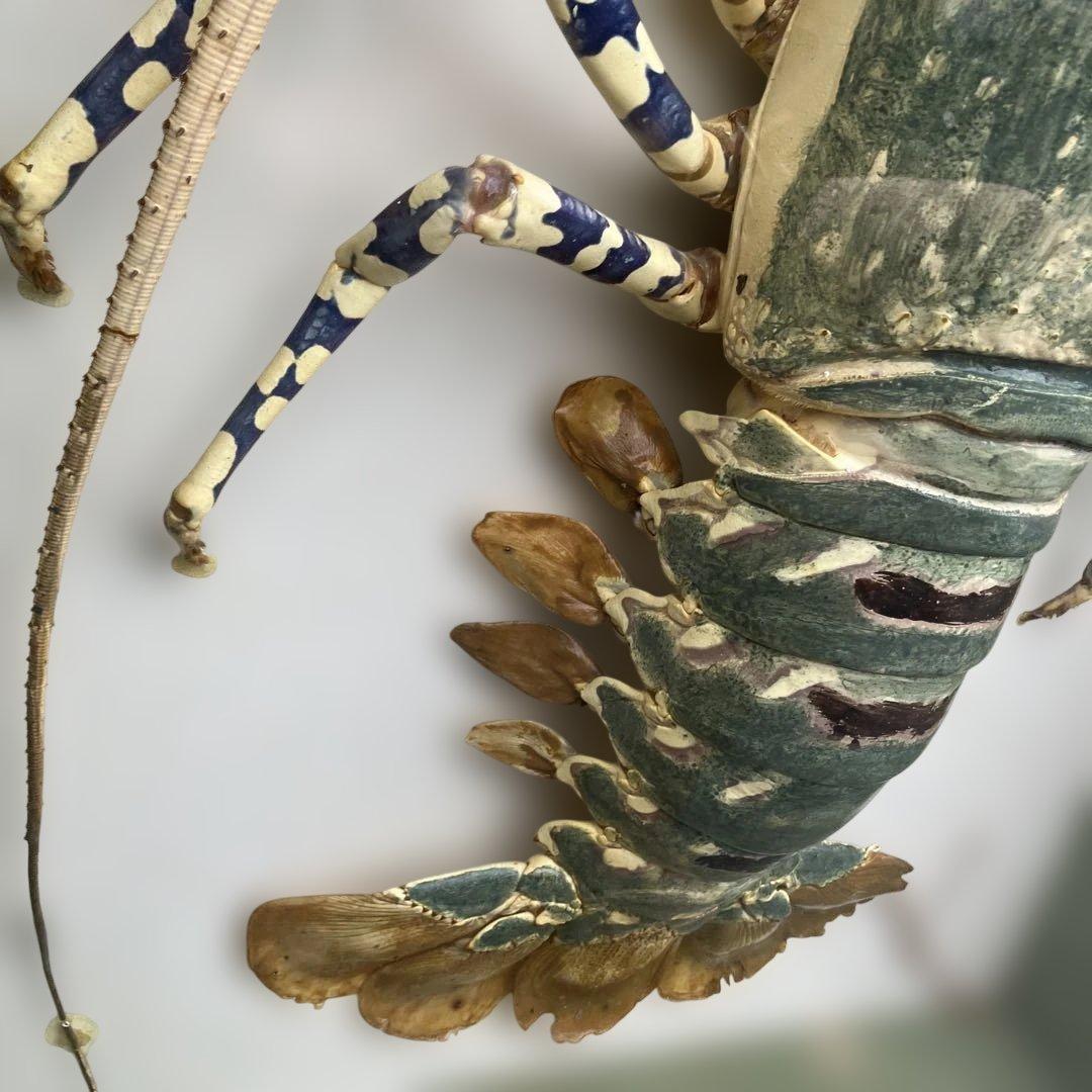 伊勢海老 エビ 剥製 ガラスケース 壁額 壁飾りロブスター標本 大型