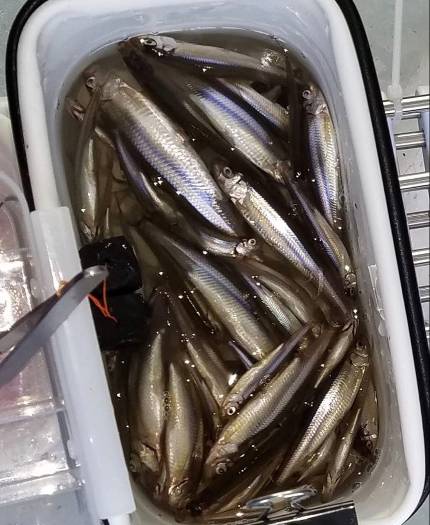 ワカサギ釣り　ステンレス穂先　 ２本　全長約 250ミリ