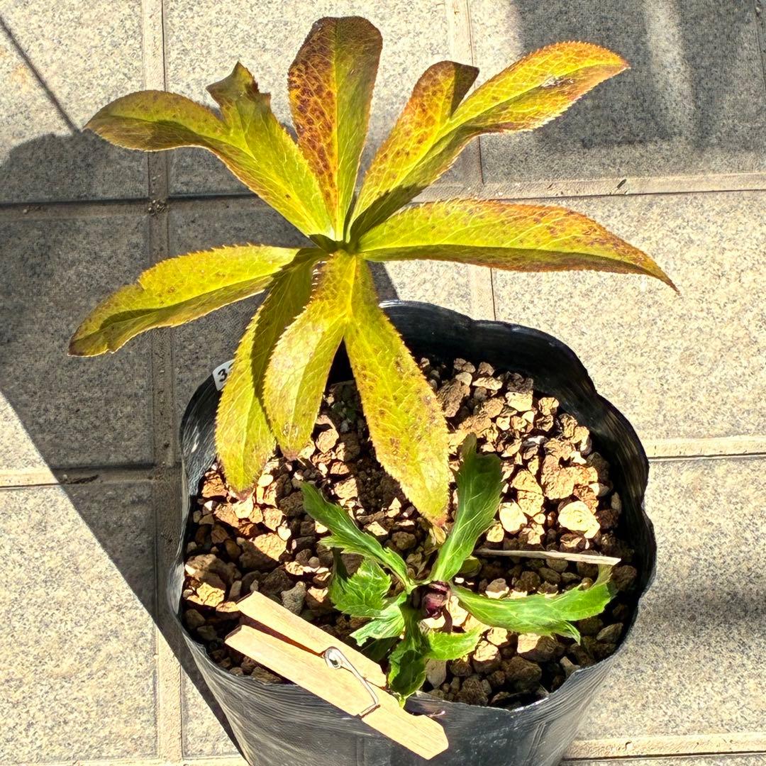 の*ん様 ☘️蕾付き☘️3394⭐️小輪⭐️スレートレッドクレオパトラ⭐️コンパ