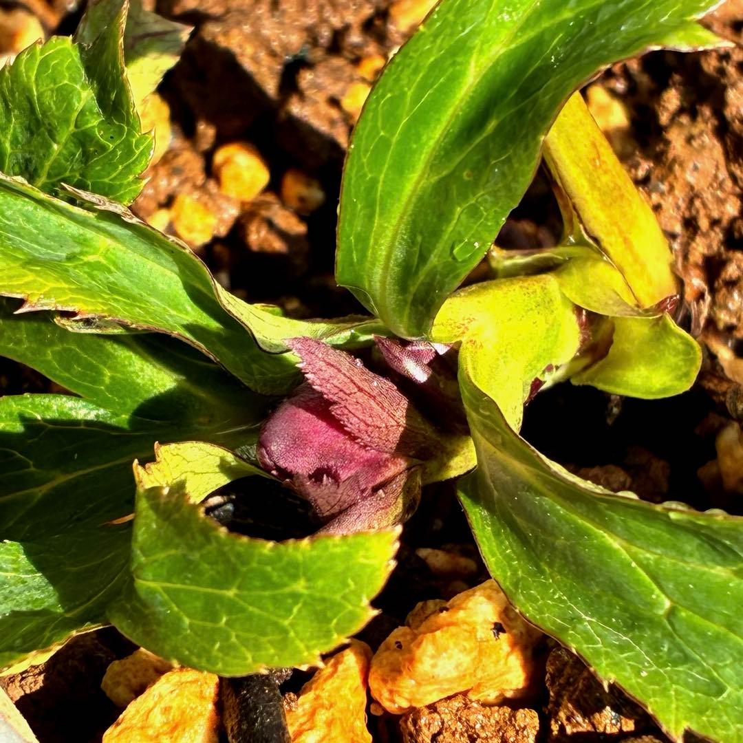 の*ん様 ☘️蕾付き☘️3394⭐️小輪⭐️スレートレッドクレオパトラ⭐️コンパ