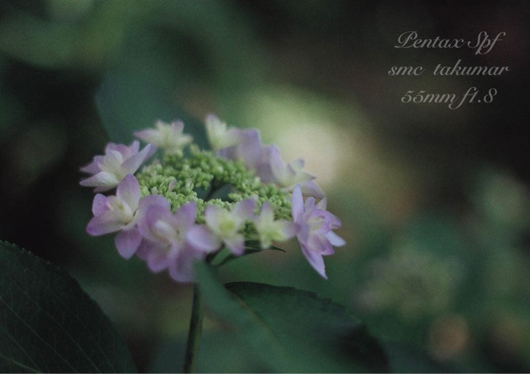 pentax spf フルセット★完動品＊美品＊初期保証付★作例多数！