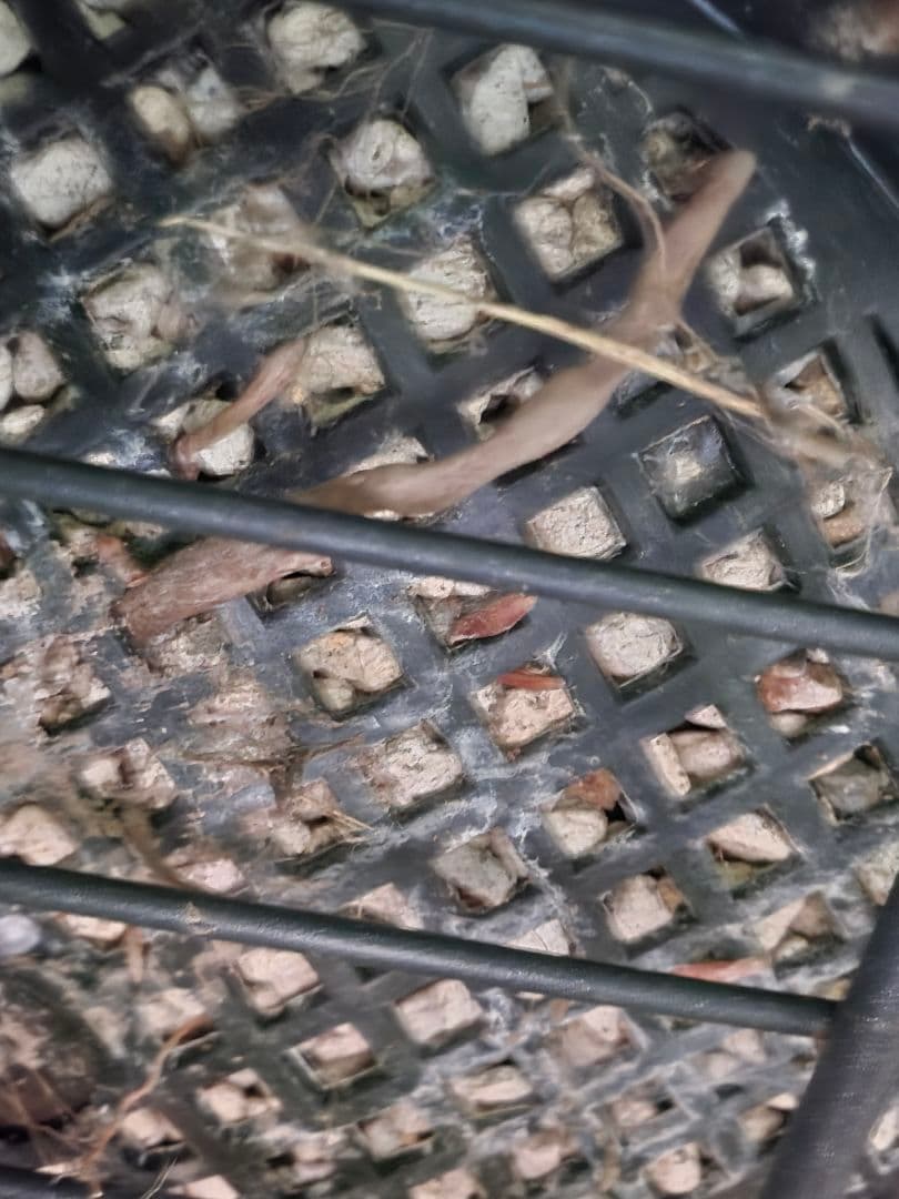 専用出品 特割 ユッカロストラータ 太株 (き)