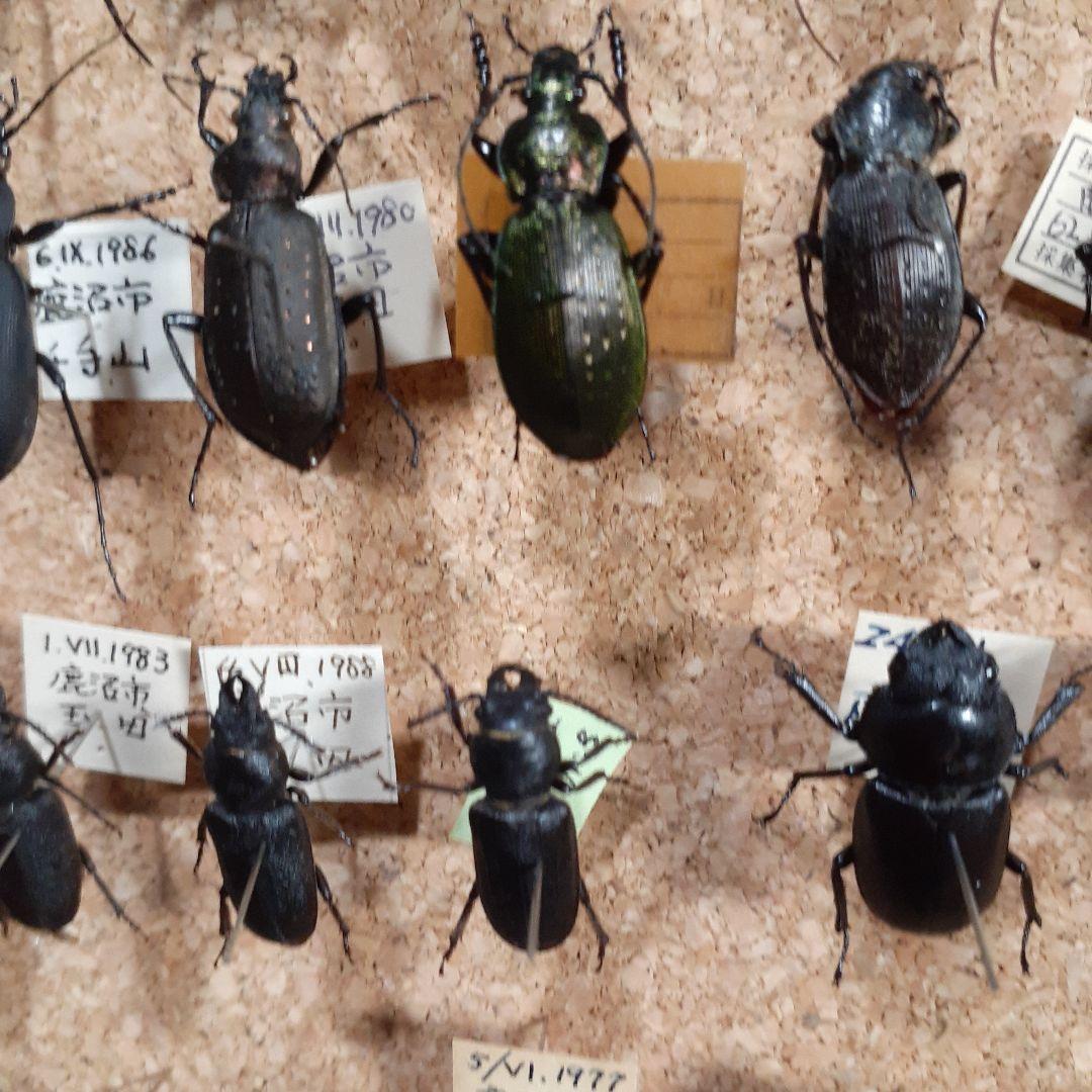 甲虫標本　カミキリムシ、オサムシほか66頭。大型ドイツ標本箱入り