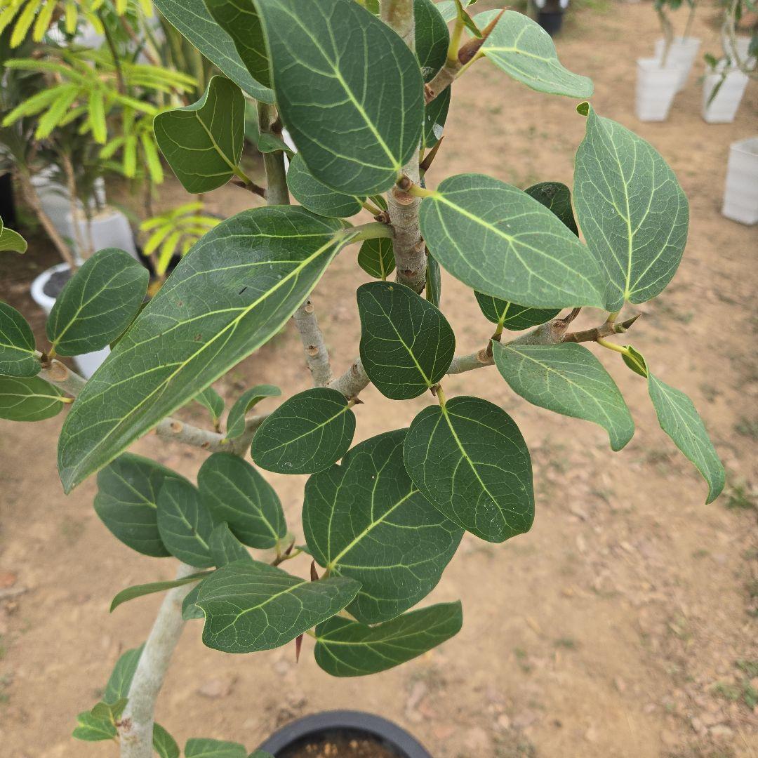 ⑯　フィカス　ベンガレンシ　8号曲がり仕立て「螺旋」特大苗木最高等級極上品‼️