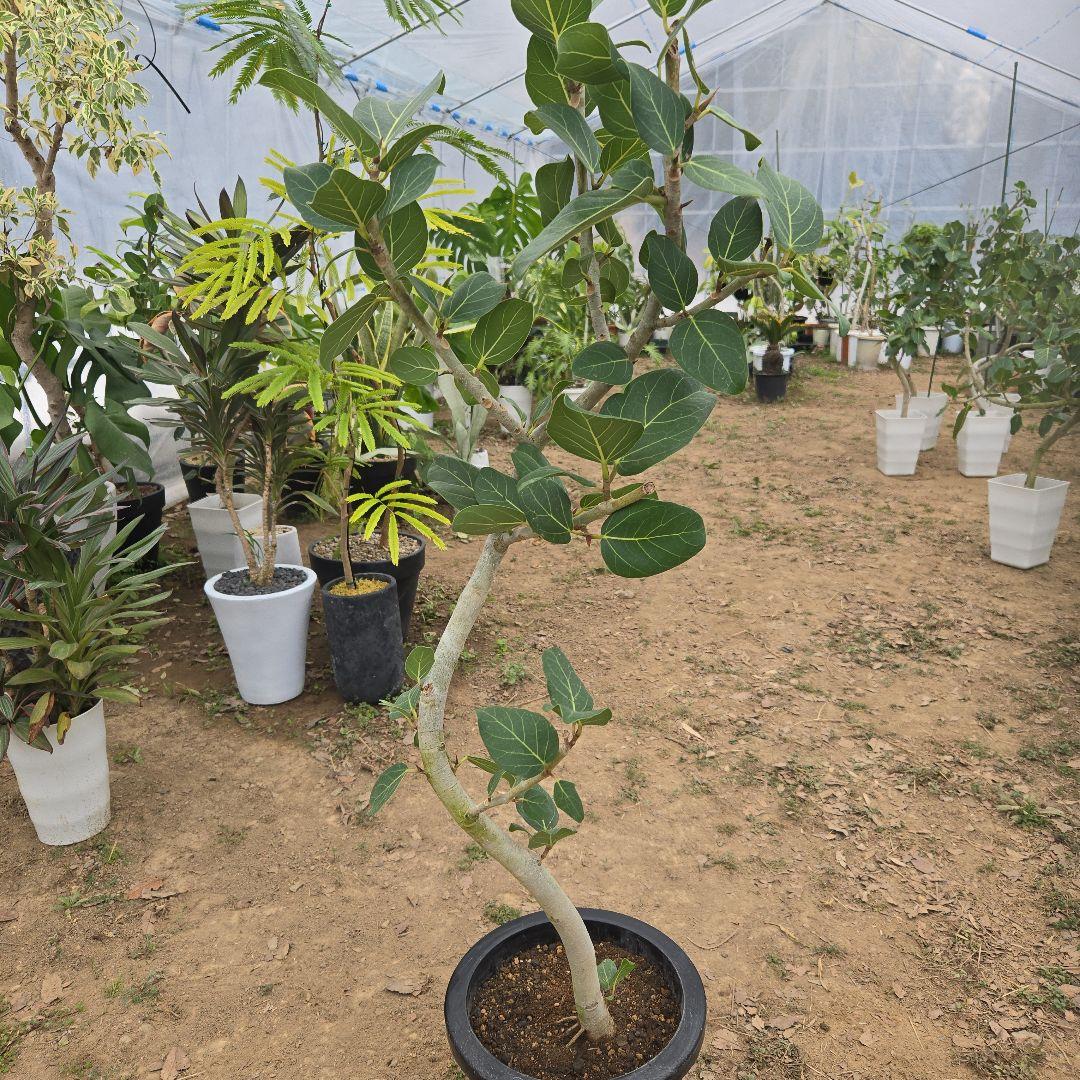 ⑯　フィカス　ベンガレンシ　8号曲がり仕立て「螺旋」特大苗木最高等級極上品‼️