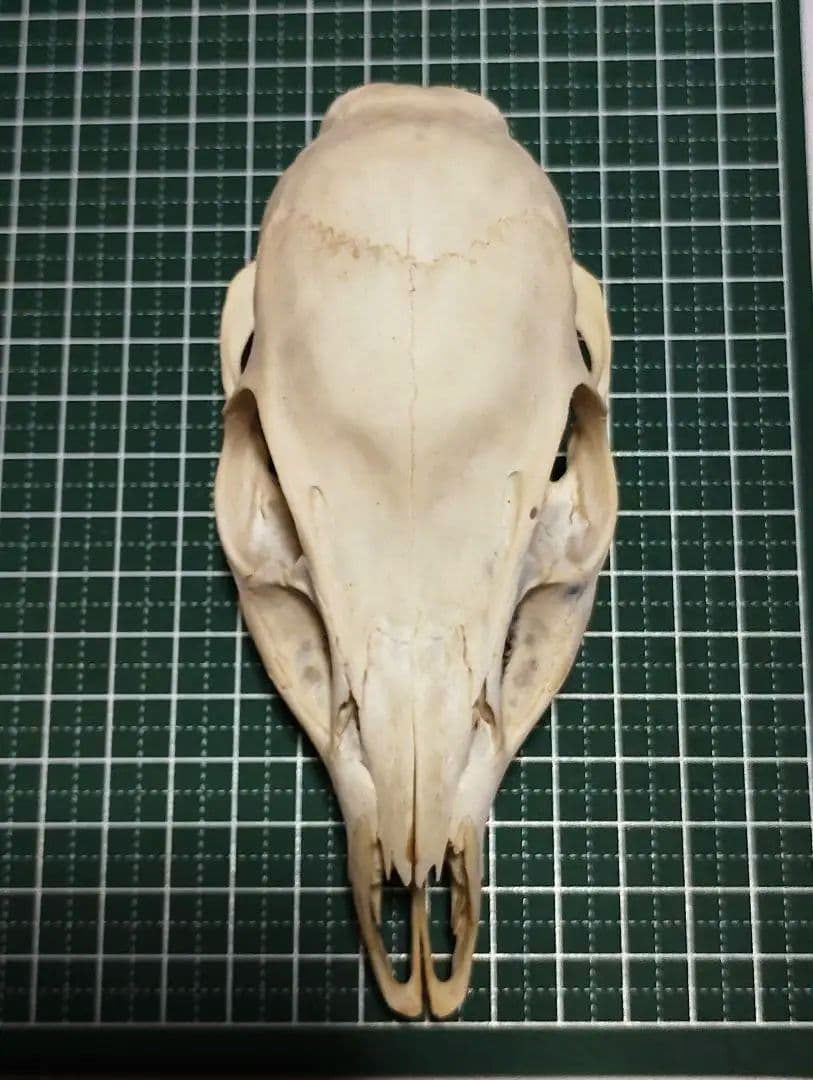 キョン(Muntiacus reevesi)　頭骨　オスメスセット