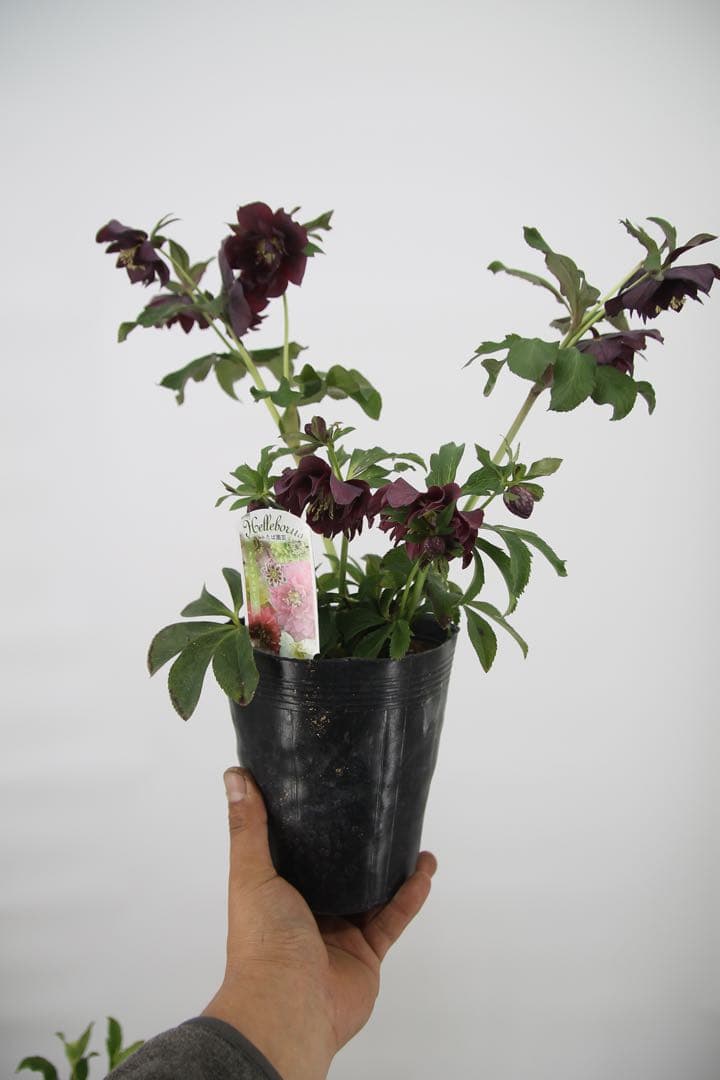 八重咲きクリスマスローズ　5ポットセット