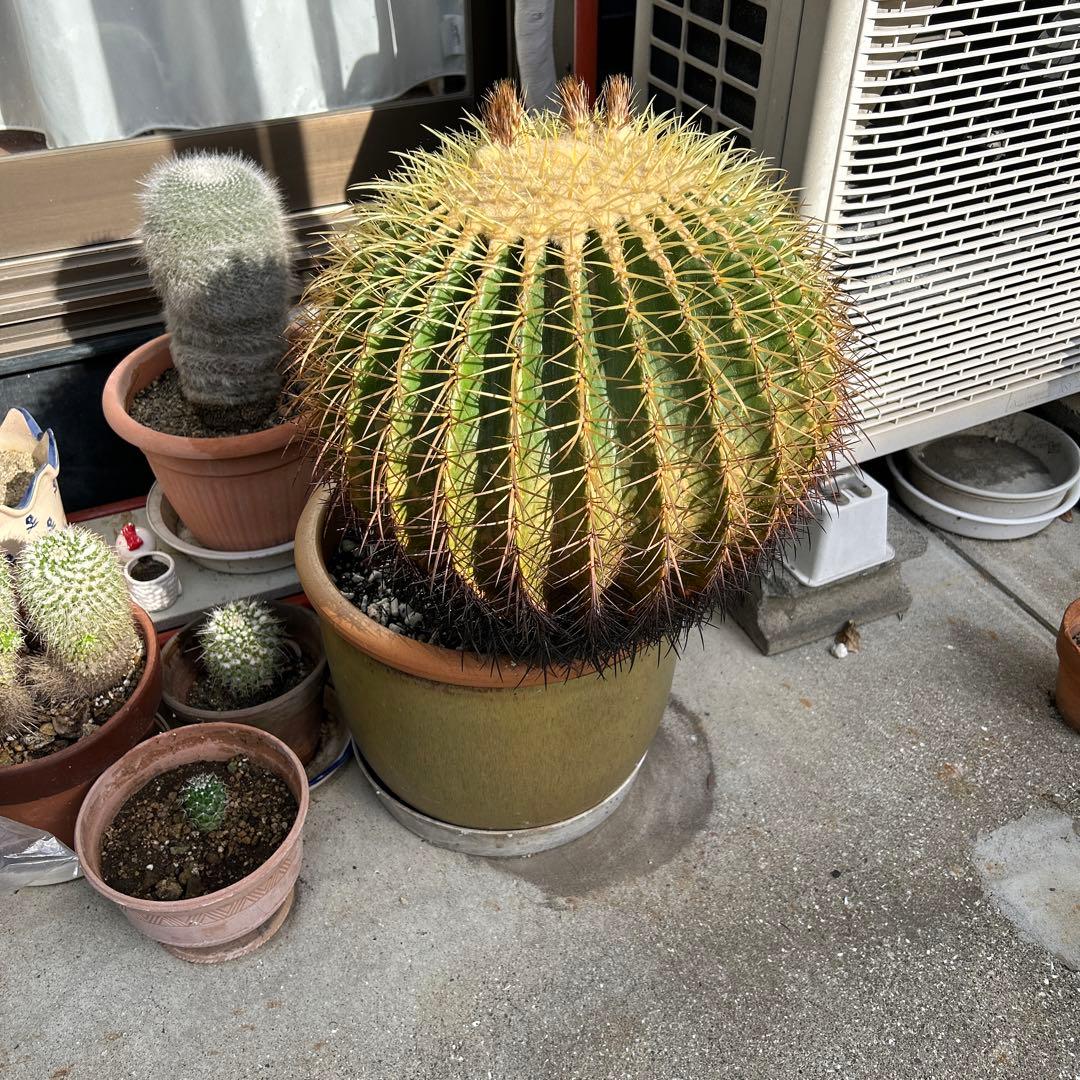 球形サボテン