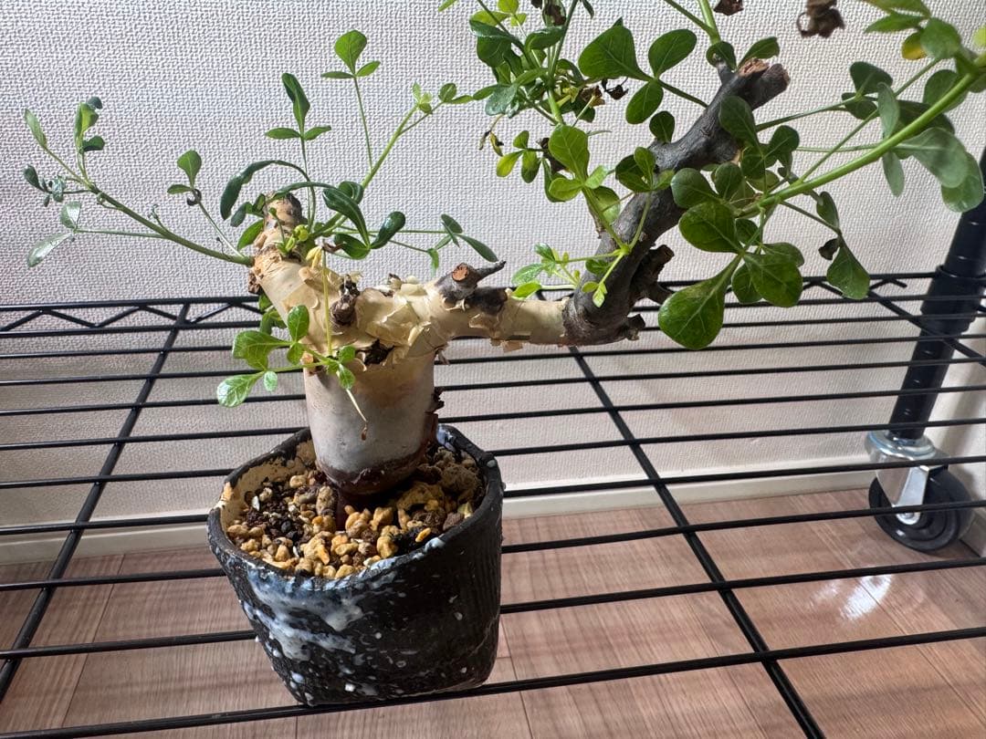 【極美】カタフピュア　厳選株　発根済芽吹きあり