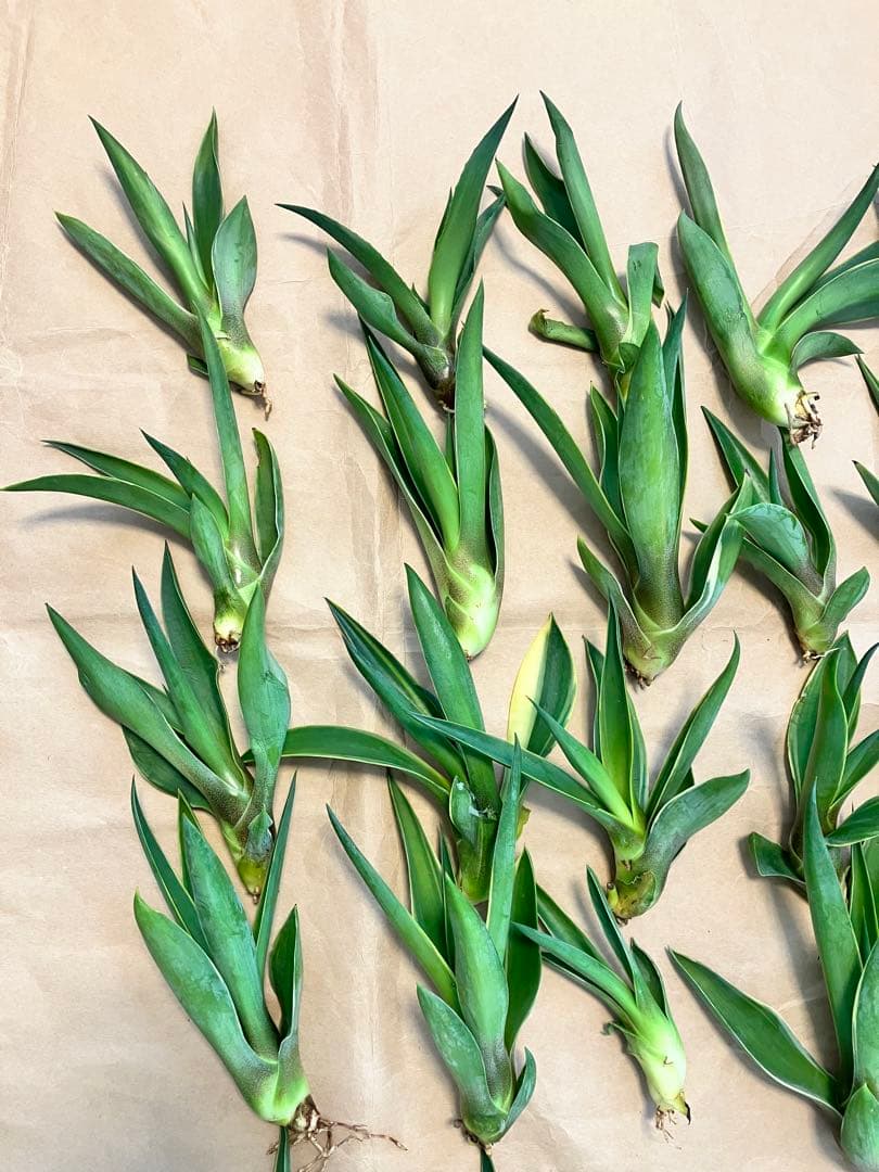 100株ぐらい　アガベの子株　多肉植物