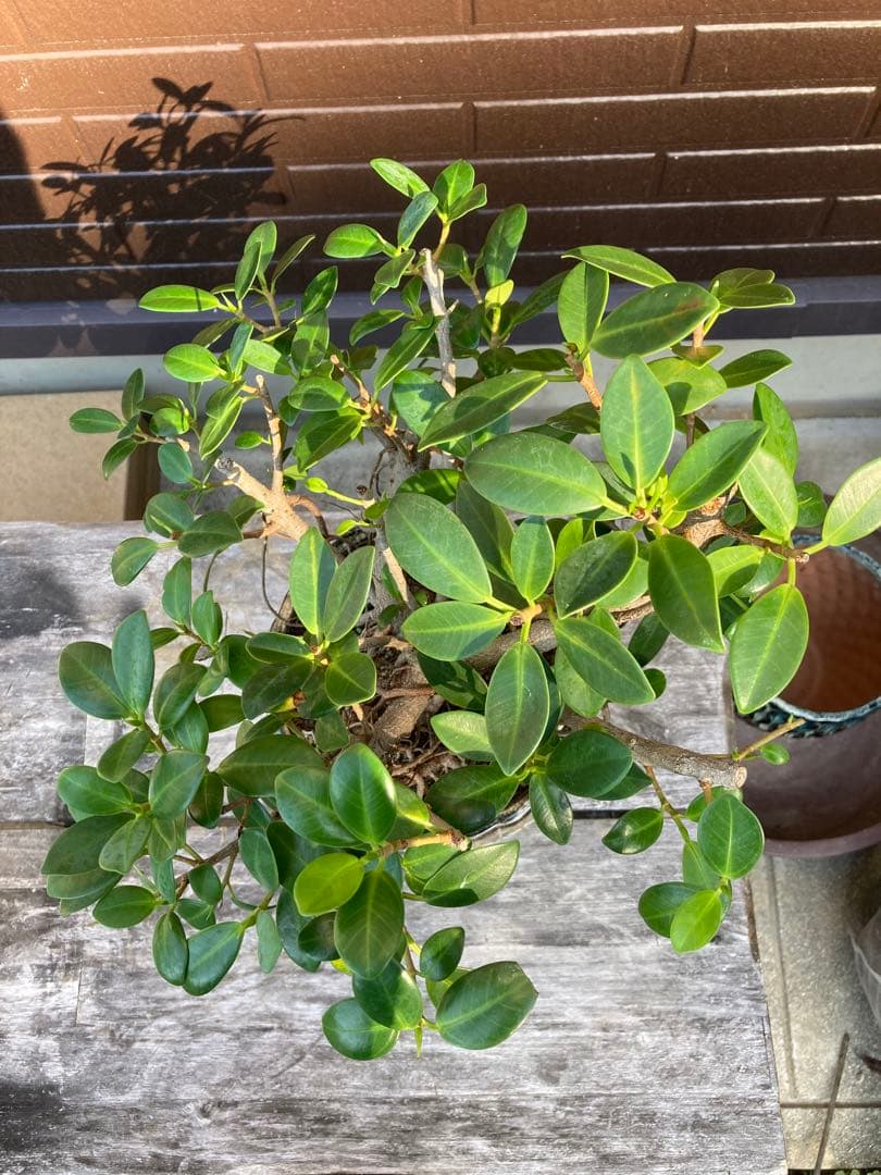 フィカス 観葉植物 陶器鉢付き