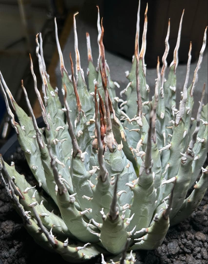 アガベ utahensis eborispina 青葉 陽炎 ウネウネ