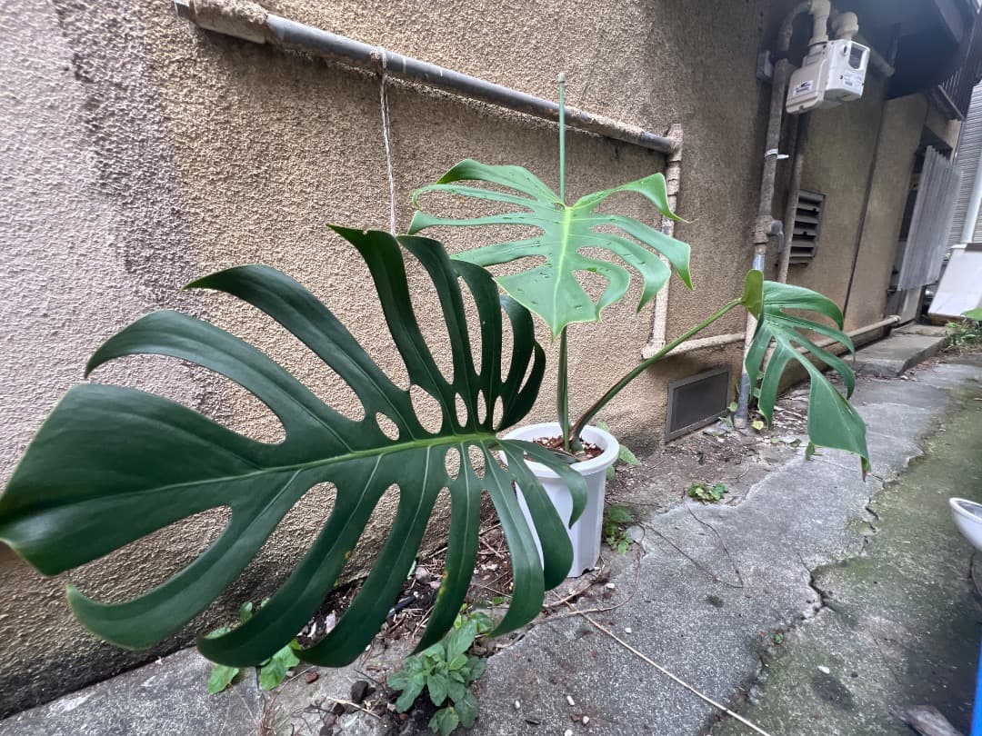 【スケルトン】トップカット モンステラ