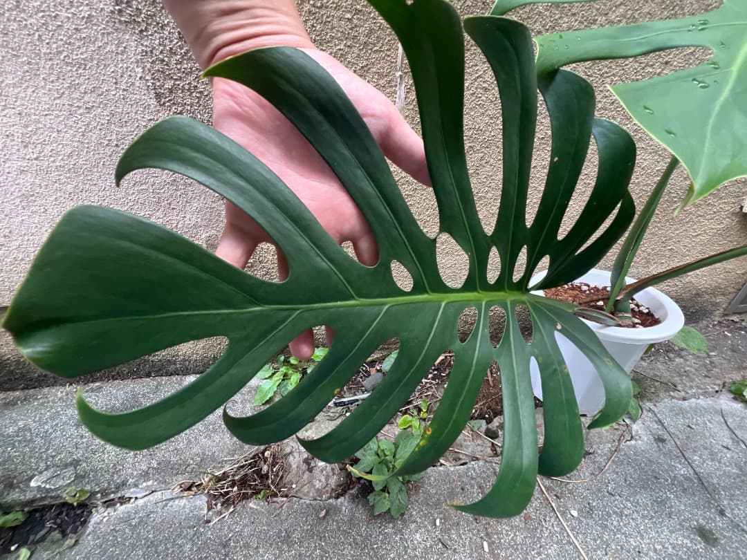 【スケルトン】トップカット モンステラ