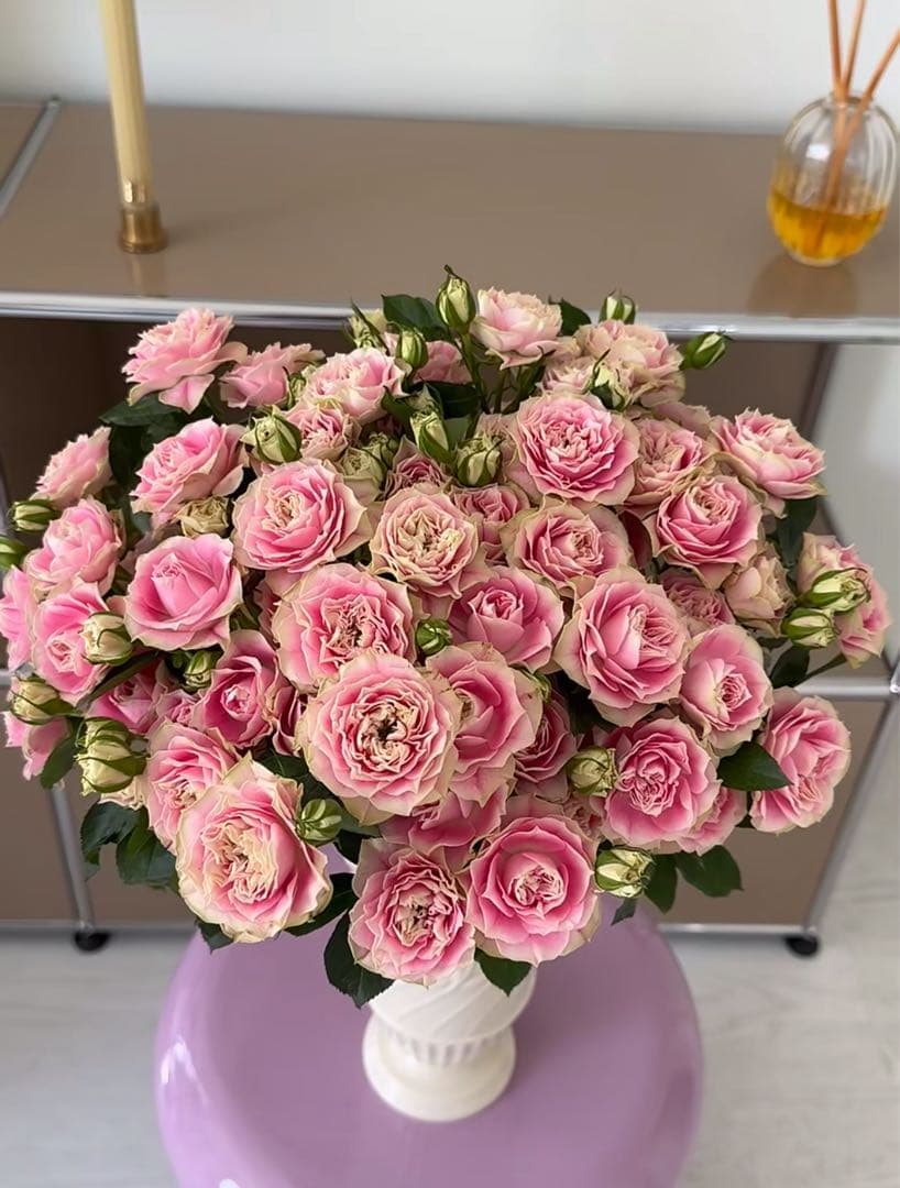 レア切花バラ大苗ブライダルマカロン