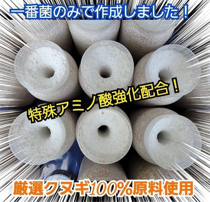 極上！カワラ菌糸瓶【4本】タランドゥス・オウゴンオニクワガタ・レギウスが巨大化！