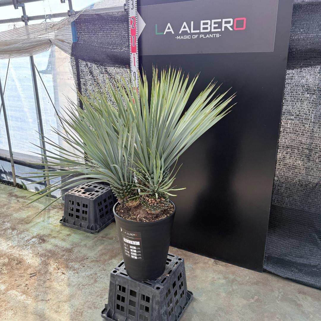 【AL1193】ユッカ　ロストラータ　 トリプルヘッド