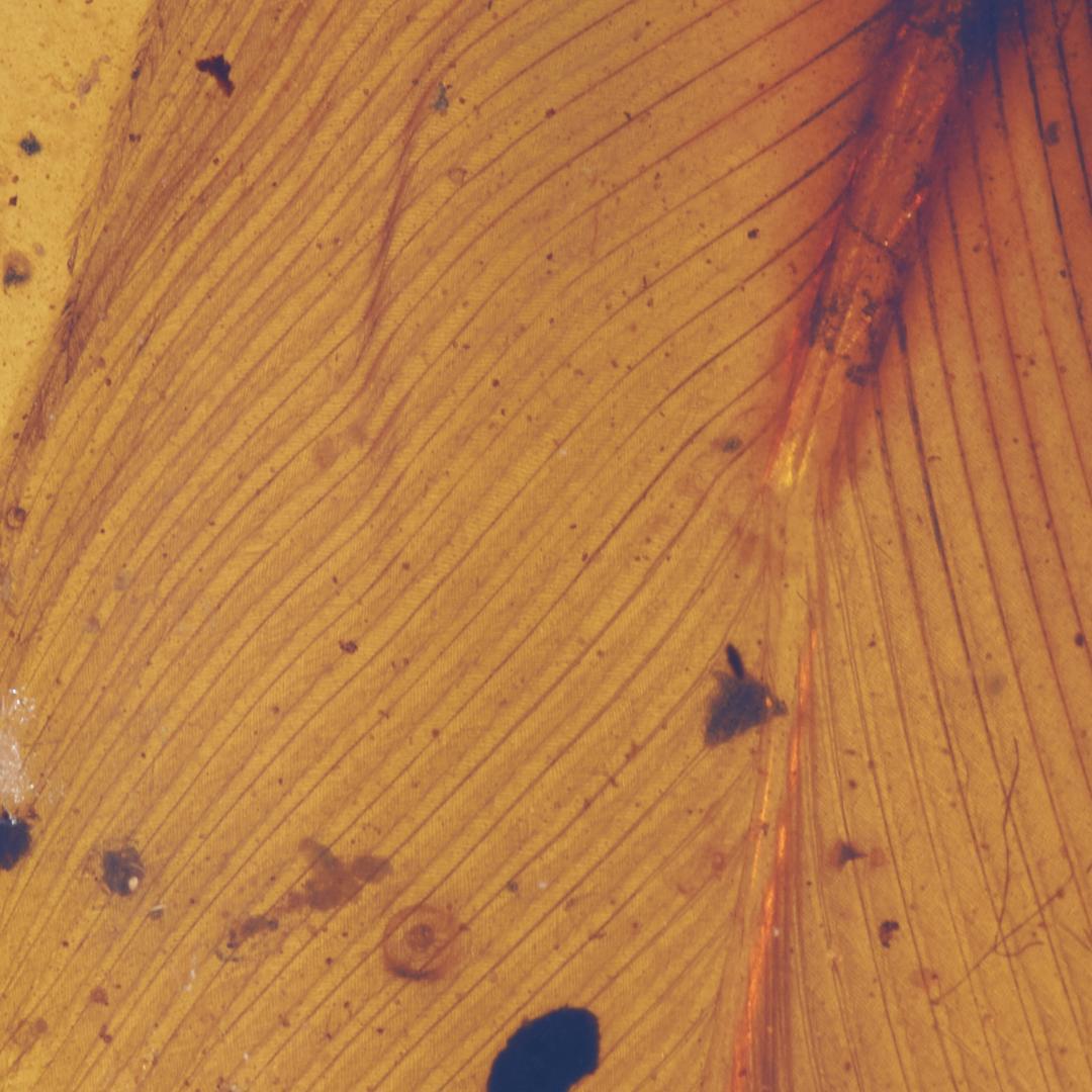 レア極上品 PA103虫入り琥珀化石　ミャンマーカムティかタナイ9900万年前