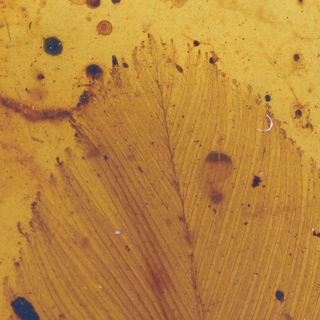 レア極上品 PA103虫入り琥珀化石　ミャンマーカムティかタナイ9900万年前